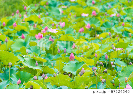 蓮の花、岡山市高松城跡の蓮池 蓮の花、岡山市高松城跡の蓮池 67524546