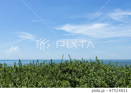 View of Vitex trifolia plant on the beach with sea 67524831
