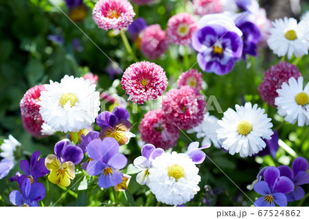 カラフルな春の花壇 67524862