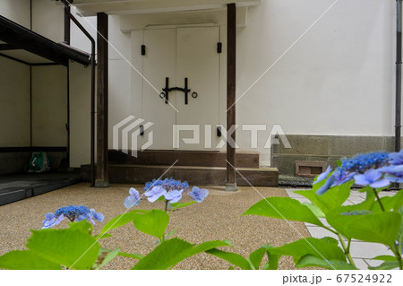 泉鏡花記念館のあじさい 67524922