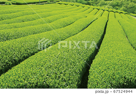 茶畑 茶畑 67524944
