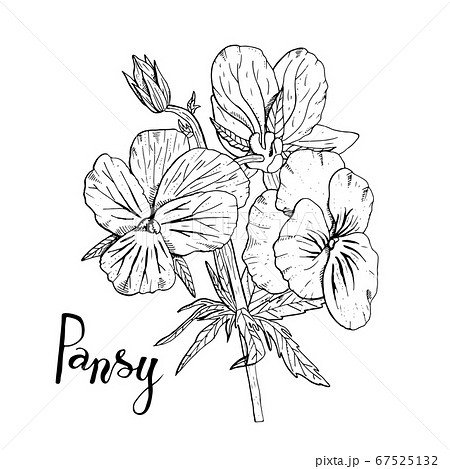 Hand drawn pansy flowers clipart. Floral design 67525132