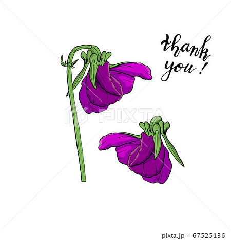 Hand drawn pansy flowers clipart. Floral design 67525136
