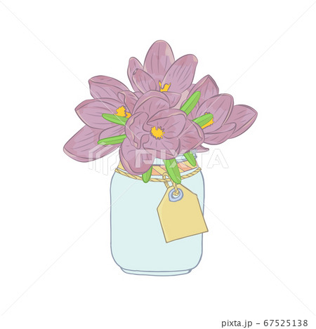 Hand drawn crocus flowers in mason jar clipart. Hand drawn crocus flowers in mason jar clipart. 67525138