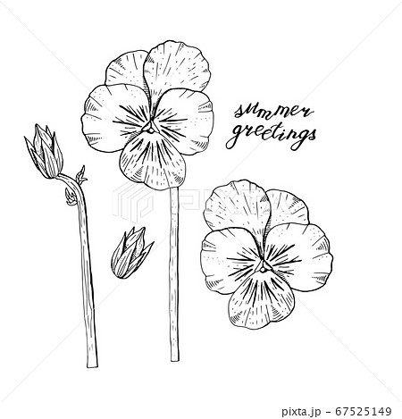 Hand Drawn Pansy Flowers Clipart Floral Design Stock Illustration