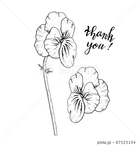 Hand Drawn Monochrome Pansy Flowers Clipart Stock Illustration