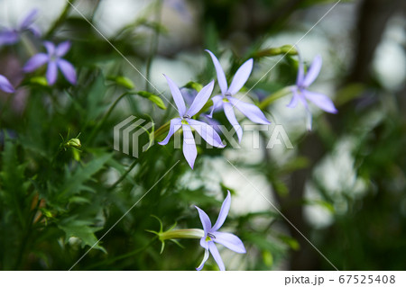可憐に咲くイソトマの花 67525408