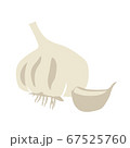 garlic 67525760
