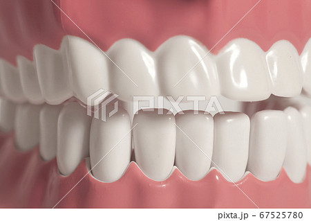 Tooth model 67525780