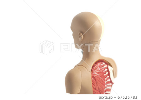 Human Body Anatomy Model Human Body Anatomy Model 67525783