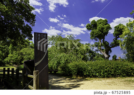 道後温泉　道後公園　湯築城跡　愛媛県松山市 67525895