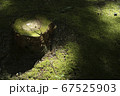 木漏れ日のさす苔 67525903