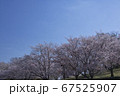青空と桜 67525907