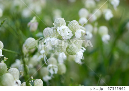 シラタマソウの可憐な花の写真素材