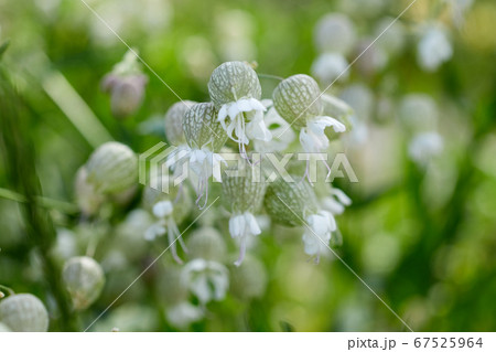 シラタマソウの可憐な花の写真素材