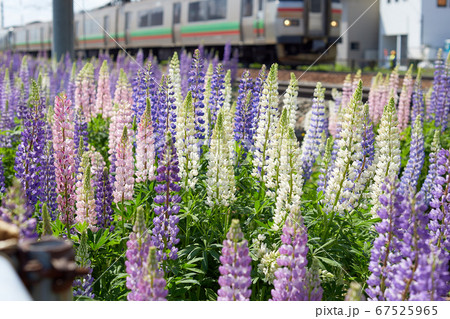 線路沿いに咲くルピナスと電車の写真素材