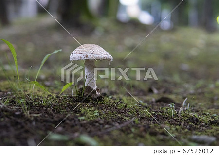 ツボから伸びている白い茸／フクロツルタケ（猛毒） 67526012