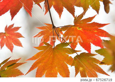 高千穂高原の紅葉 67526719