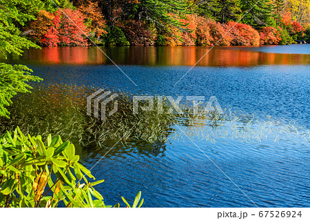 （長野県）紅葉の白駒池 67526924