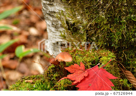 高千穂高原の紅葉 67526944