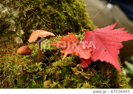 高千穂高原の紅葉 67526945