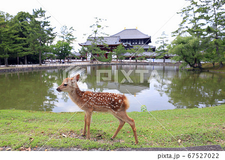 奈良東大寺大仏殿と子鹿 67527022