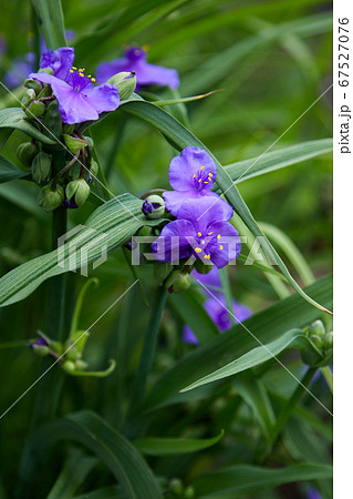 オオムラサキツユクサの紫の花 67527076