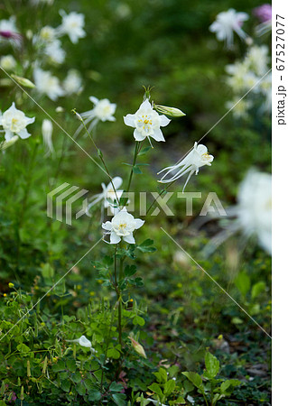 白いイカリ草の花 白いイカリ草の花 67527077