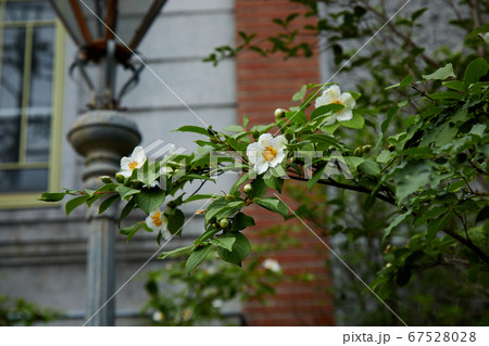 夏椿とレトロな建物 67528028