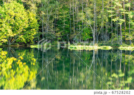 (長野県)秋の御射鹿池 シンメトリー (長野県)秋の御射鹿池 シンメトリー 67528202