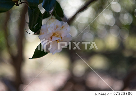 ファンタジックにフワッとした白いサザンカ【花・植物】 67528380