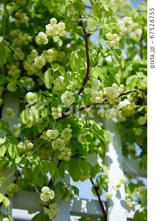 シロバナアケビの花 67528755