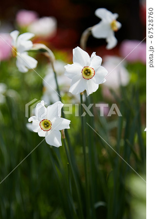 クチベニスイセンの花 クチベニスイセンの花 67528760