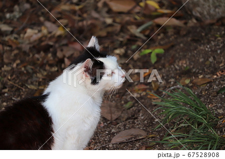 たそがれる猫 67528908