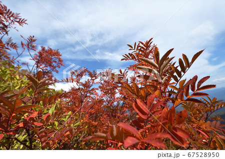 銀泉台の紅葉（北海道・上川町・大雪山系） 67528950