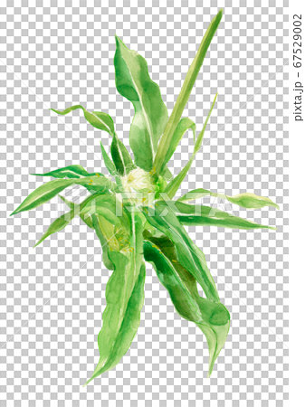 Female corn [Watercolor] 67529002