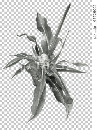 Female flower of corn Monotone [ink style] 67529003