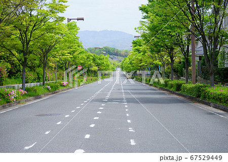 住宅街の新緑の道-3 住宅街の新緑の道-3 67529449