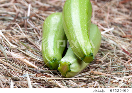 Organic green zucchini closeup view.Healthy Organic green zucchini closeup view.Healthy 67529469