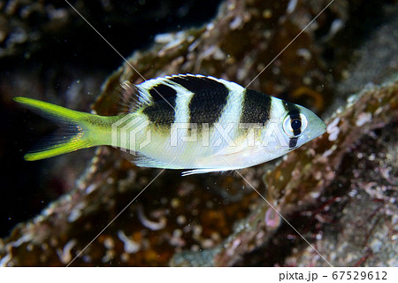 ヨコシマクロダイの幼魚 ヨコシマクロダイの幼魚 67529612