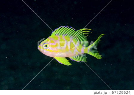 マダラハナダイ 67529624