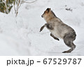 冬のカモシカ 67529787