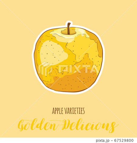 Hand Drawn Full Colors Colorful Apple Varietes Golden Delicious Fruit Hand Drawn Full Colors Colorful Apple Varietes Golden Delicious Fruit 67529800