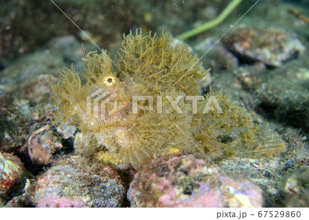 ボロカサゴ ボロカサゴ 67529860