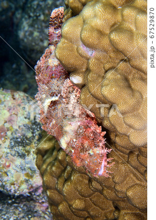 赤いオニカサゴ 67529870