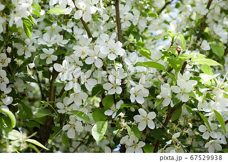 コリンゴの白い花 67529938