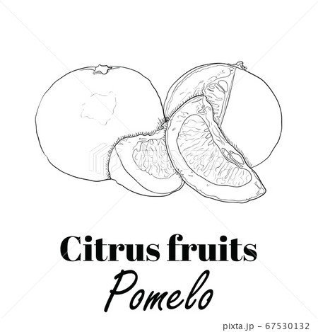 Hand Drawn Black and White Exotic Tropical Citrus Fruit Pomelo 67530132