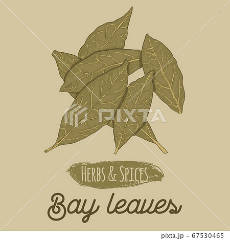 Hand Drawn Colorful Herbs and Spices Bay Leaves Hand Drawn Colorful Herbs and Spices Bay Leaves 67530465