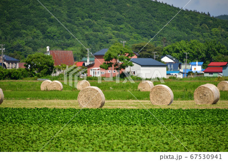 北海道江差町で牧草地に沢山の牧草ロールがある夏の風景を撮影 67530941