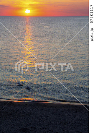 Two beautiful swans on the sea during sunset with water reflections 67531117